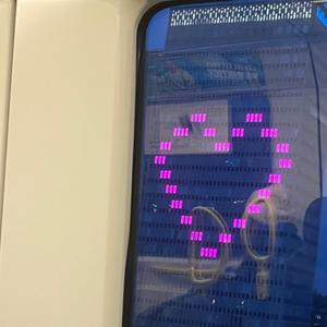 i will always love u