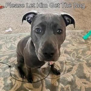 Please Let Him Get The Dog
