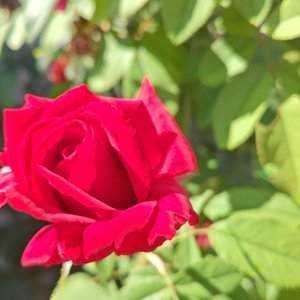 喜欢是瞬间的沦陷 而爱是一辈子的执念