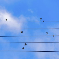 也许我和你注定没结果 (DJ沈念版)