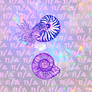 Ammonite