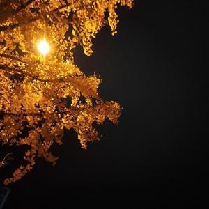 秋天的落叶像思念般流逝