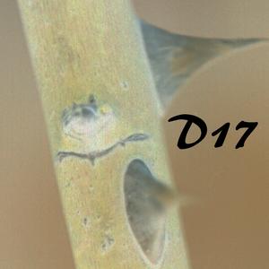 D17