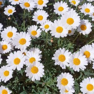 一辈子一场梦-晔