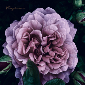 Fragrance