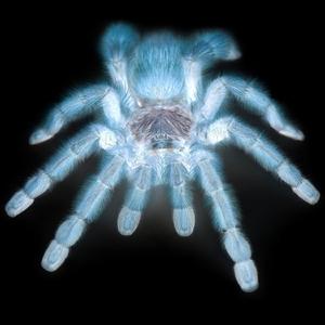 Tarantella (Original Remix)