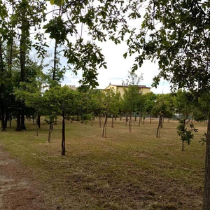 Il Campo dei Miracoli