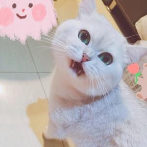 夜に駆けるx脳裏上のクラッカ一xハルジオンx秒針を噛む