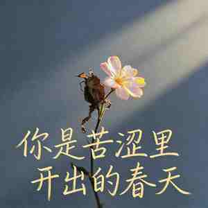 你是苦涩里开出的春天