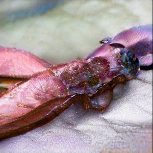 DJ Mashiro (2) - UR Foogoesworks