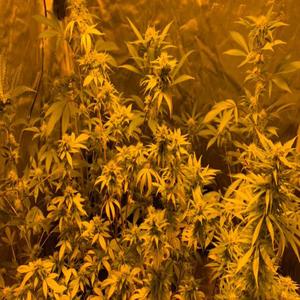 MISTERIO (feat. Dozza & Bcio)