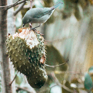 Soursop