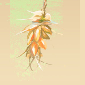 Lemon（金坷垃cover）（翻自 米津玄師）