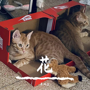 他她