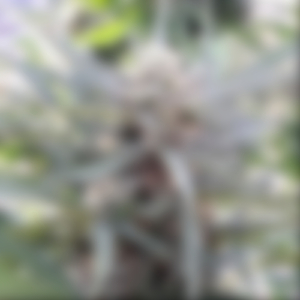 Roll Another Fat One