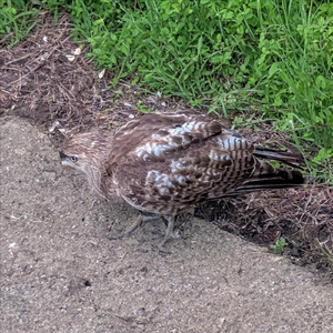 Dholi (Beatlevel Boom Mix)