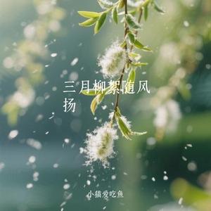 三月柳絮随风扬