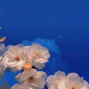 Some（翻自 脸红的思春期）