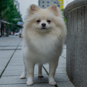 Logan I Gave You My Heart You Gave Me a Fart