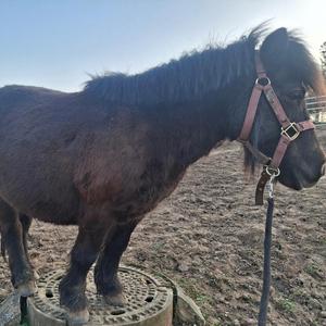 Das Malzbier Pony (Extended Version)