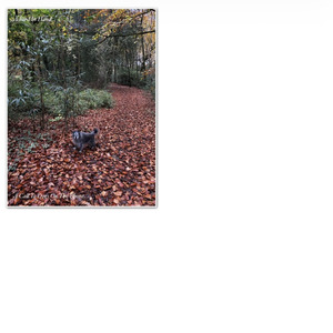 A Call To Dogs On The Phone