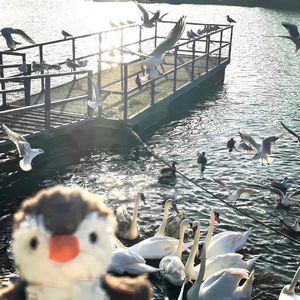 恐龙与恐鸟（Love Hurts and Heals）