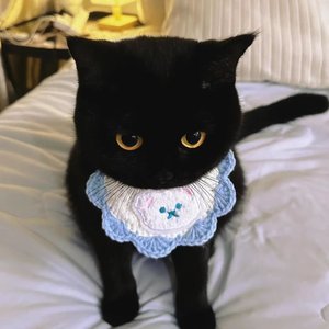 小黑与我（cover薛凯琪）