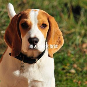 Fiery Fun with Your Cats