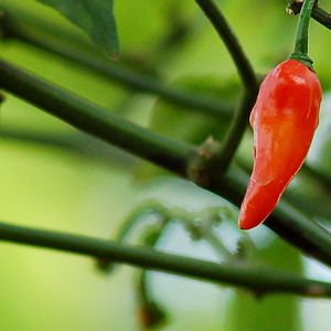 和蜡笔小新碰拳