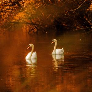 Cisnes