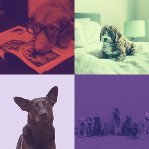 有趣训练犬情怀