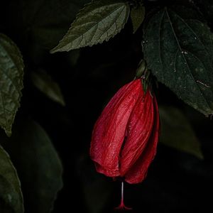 情歌（翻自 呆呆破）