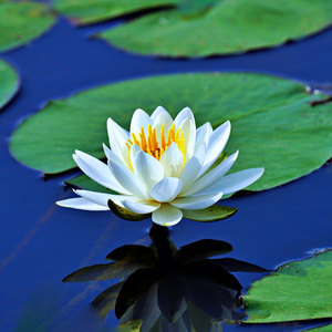 森林的呼吸 (Breath Of The Forest)