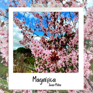 Magnífica