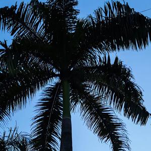 nim buldi junim（爱人）