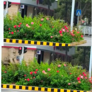 《爱的回归线》清唱：羽鹤_缩混