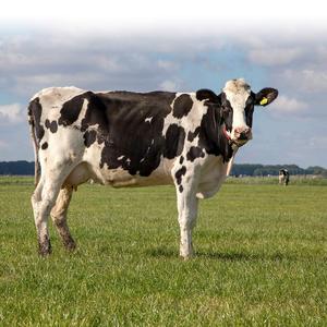 moo