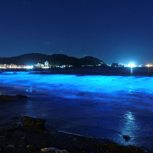 夜光蟲 feat. 重音テト