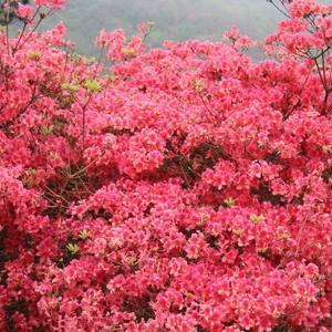 红色恋曲（2012中国红色旅游博览会主题歌 现场版）