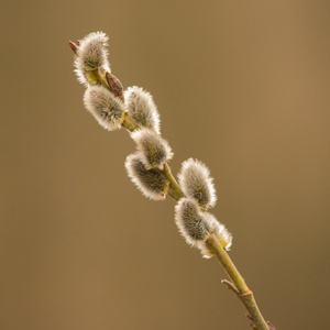 Videvisan (Sov du lilla videung)