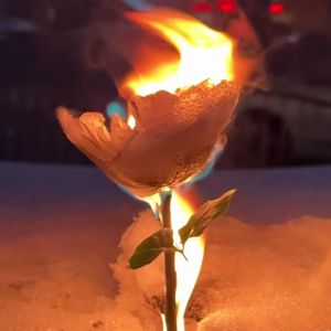 coming up roses(prod.白昼星BZX)