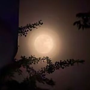 春雨