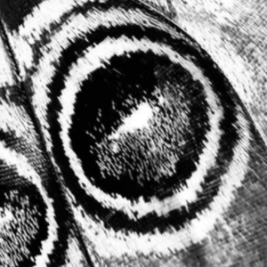 BUTTERFLY(Prod.Young Taylor)