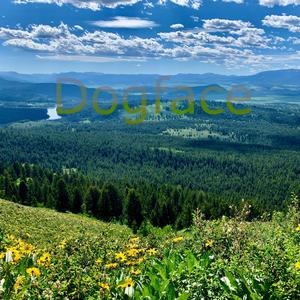 Dogface (feat. Dusty Pockets)