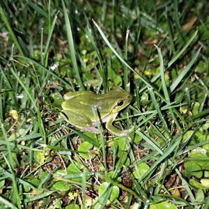 grassblades.