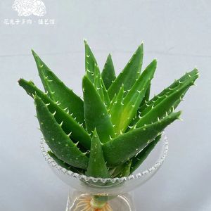 《竖琴与自然声中的萌宠治愈之境091