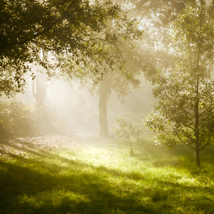 The Mist of the Forest