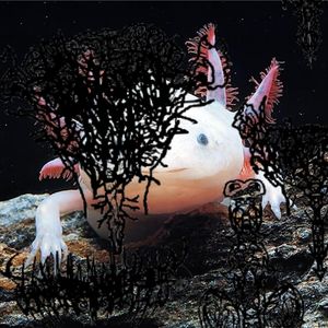 Pruritus Ani (The Itch)