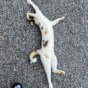 ไดโนเสาร์ไข่ดาวปาจังกี้ (sped up)