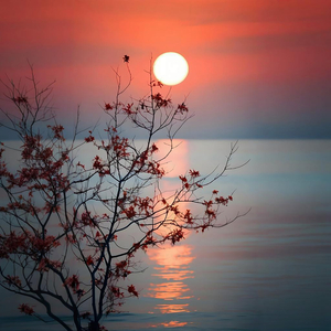 催眠曲5分钟入睡 治愈重度失眠 灵魂放松轻音乐 (雨声助眠)